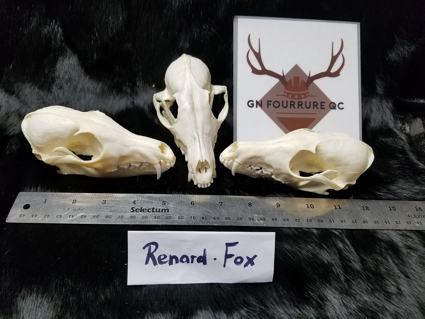 Fox Skull - Complete