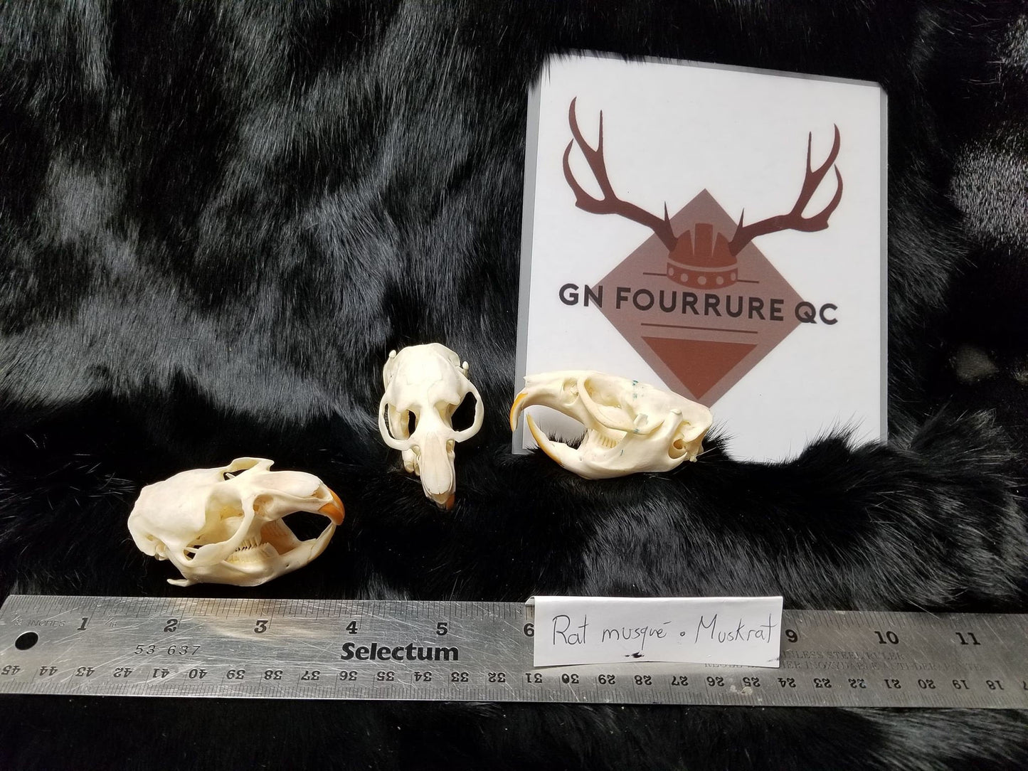 Muskrat Skull, Bone