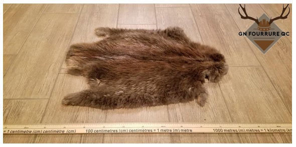 Beaver Fur Pelt