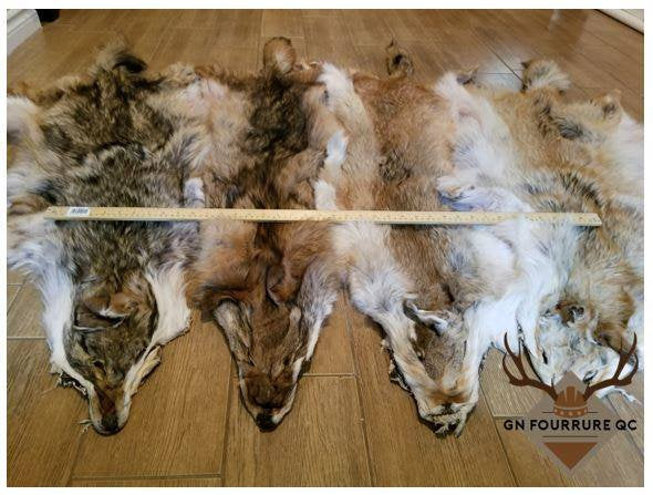 Pelt Rafiz Real Animal Furs & Pelts from Canada – Medieval Fur