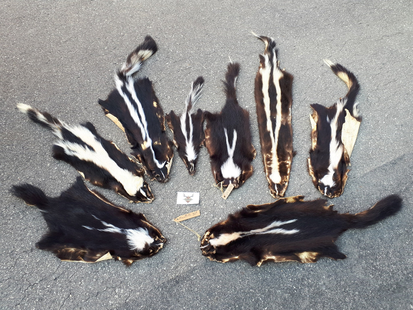 Skunk Fur /  Authentique Peau de Moufette