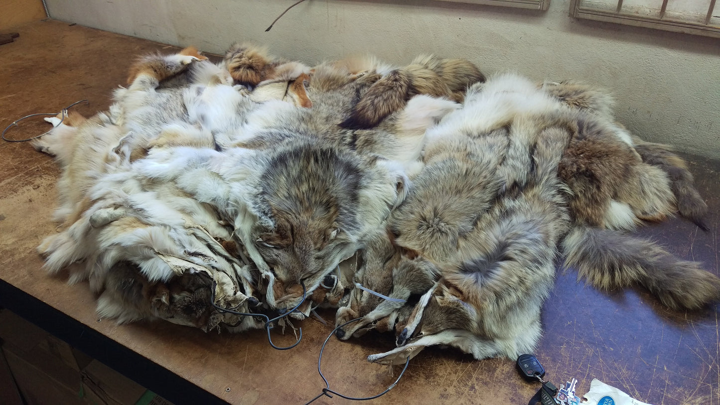 Coyote Fur Pelts