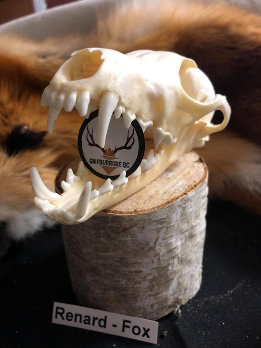 Fox Skull - Complete