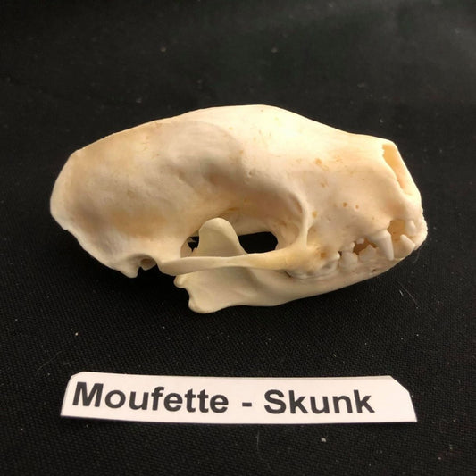 Skunk Skull, Bone