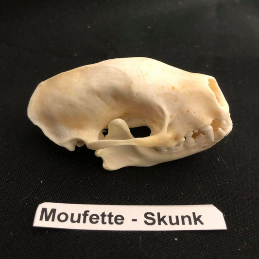 Skunk Skull - Complete and whitened