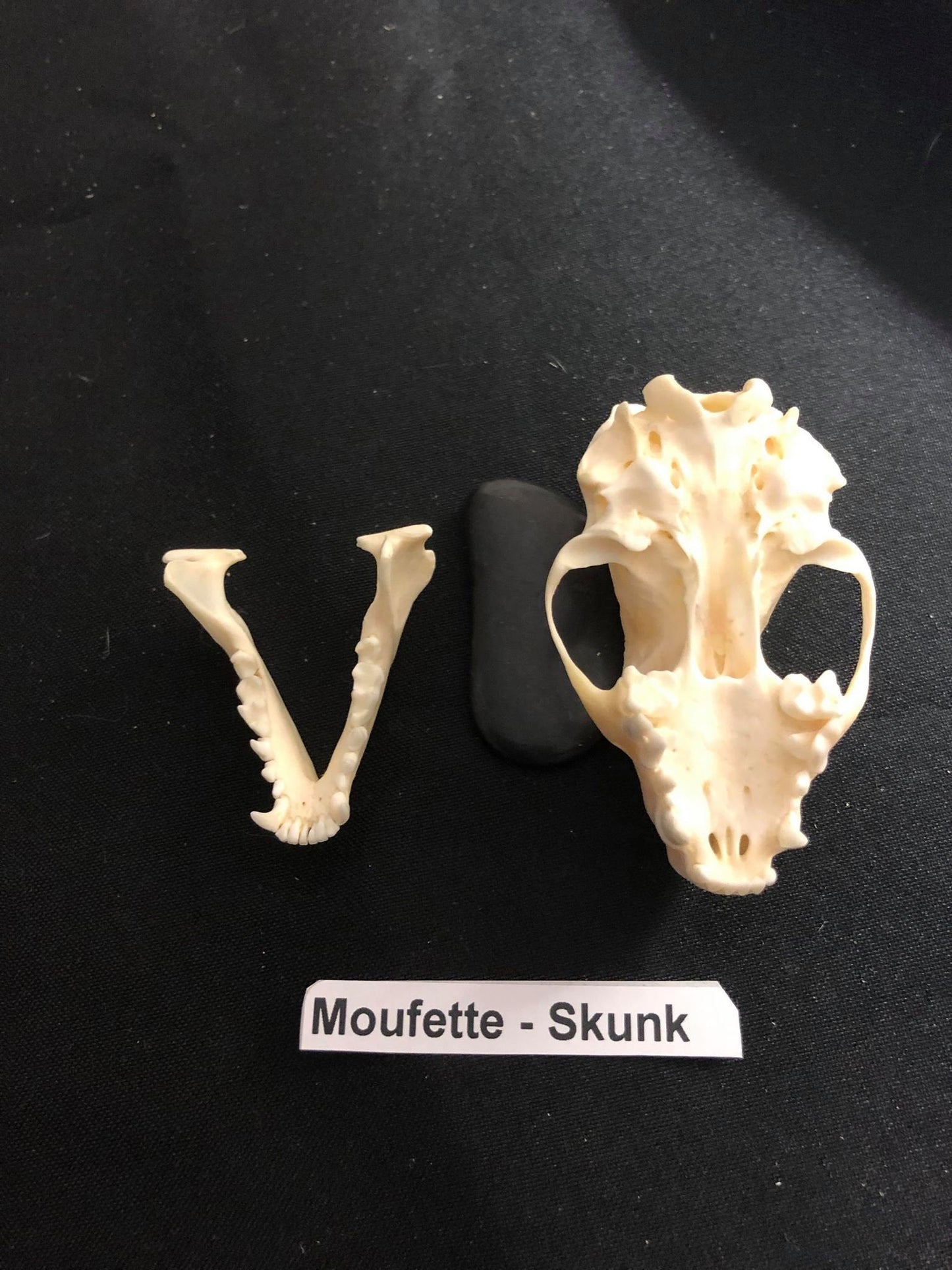 Skunk Skull, Bone