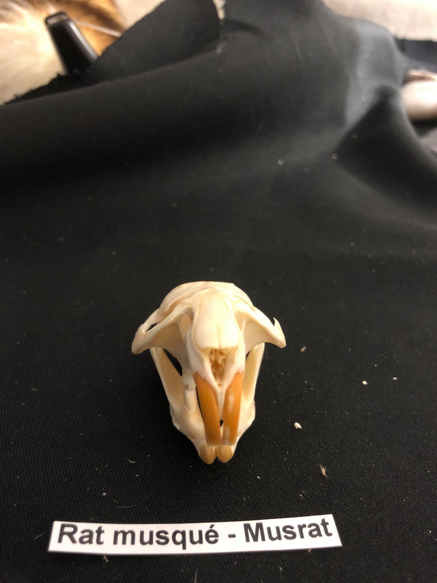 Muskrat Skull, Bone