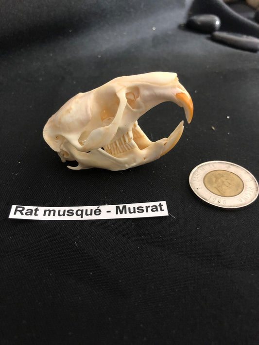 Muskrat Skull, Bone  /  Authentique Crâne de Rat Musqué