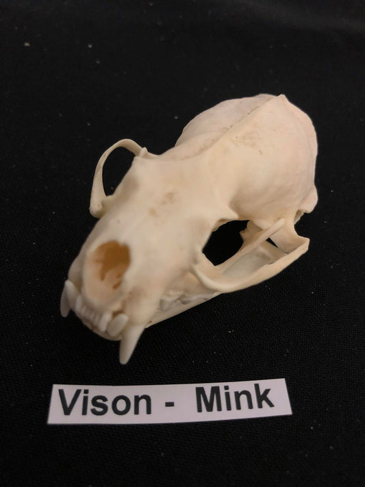 Mink Skull, Bone