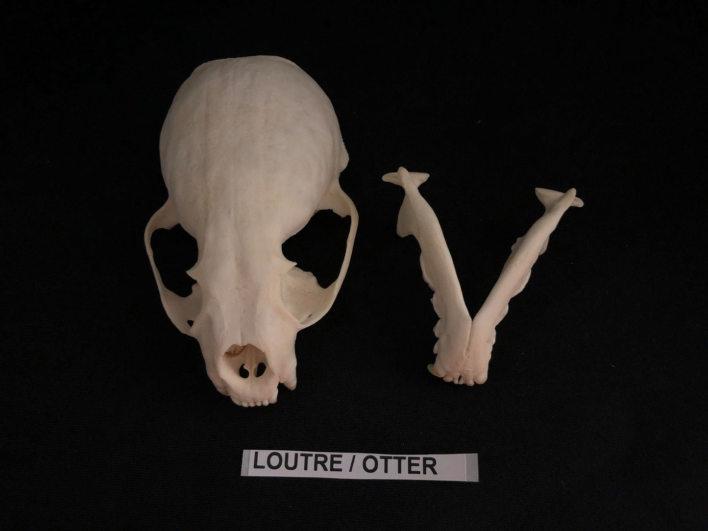 Otter Skull, Bone  /  Authentique Crâne de Loutre
