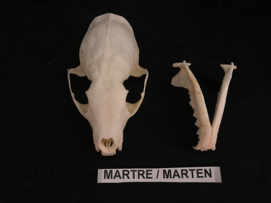 Marten Skull, Bone