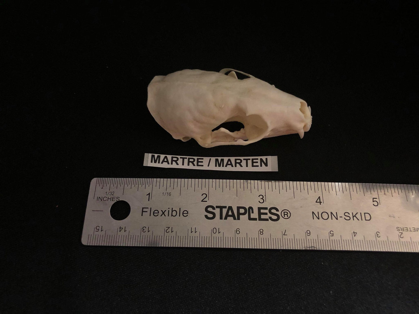 Marten Skull, Bone