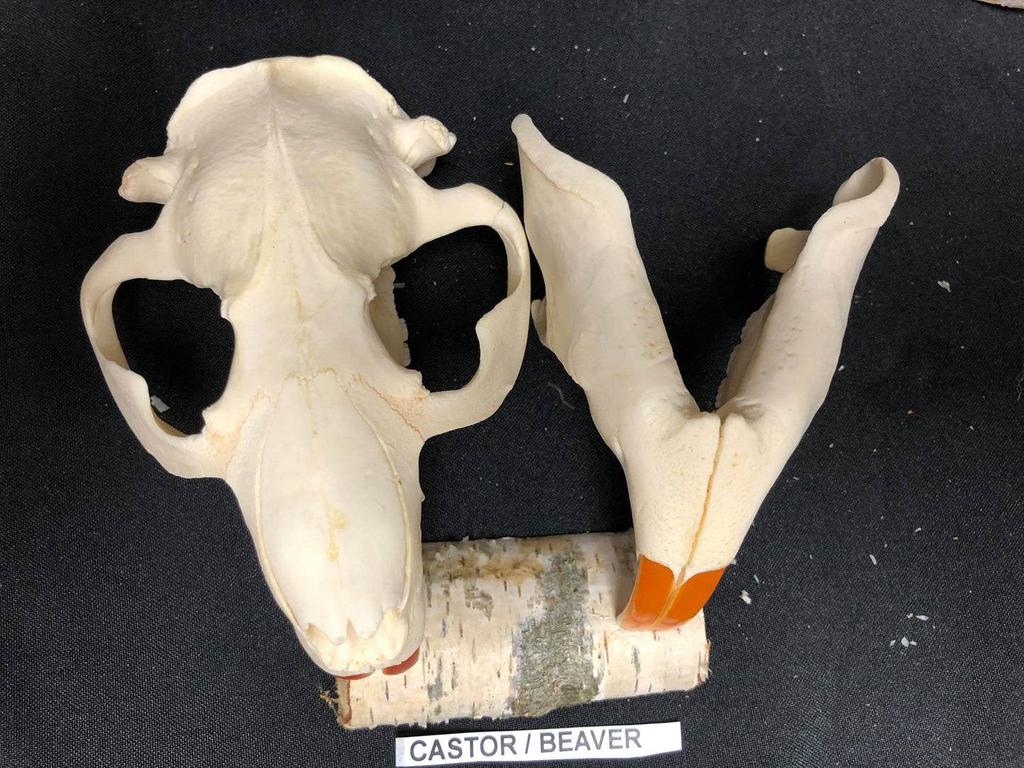 Beaver Skull, Bone