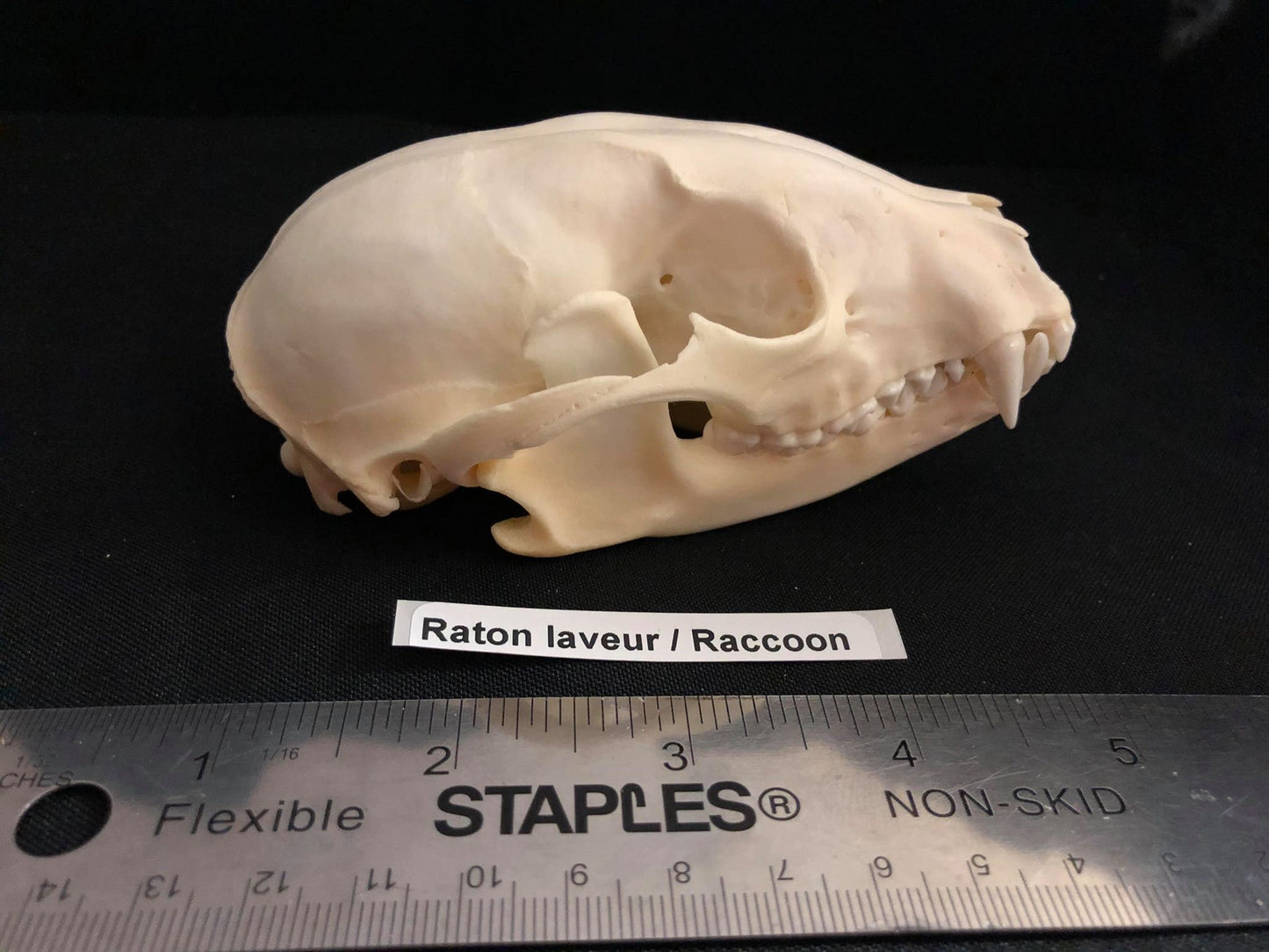 Raccoon Skull, Bone  /  Authentique Crâne de Râton Laveur