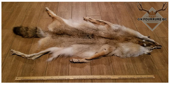 Coyote Fur Pelts