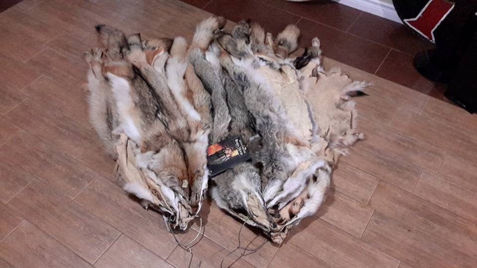 Coyote Fur Pelts