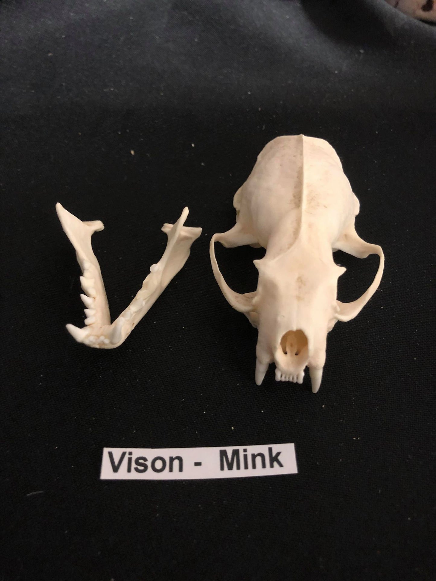 Mink Skull, Bone