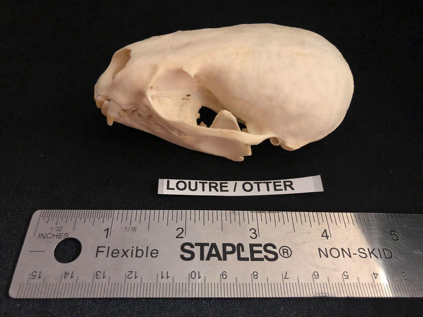 Otter Skull, Bone  /  Authentique Crâne de Loutre