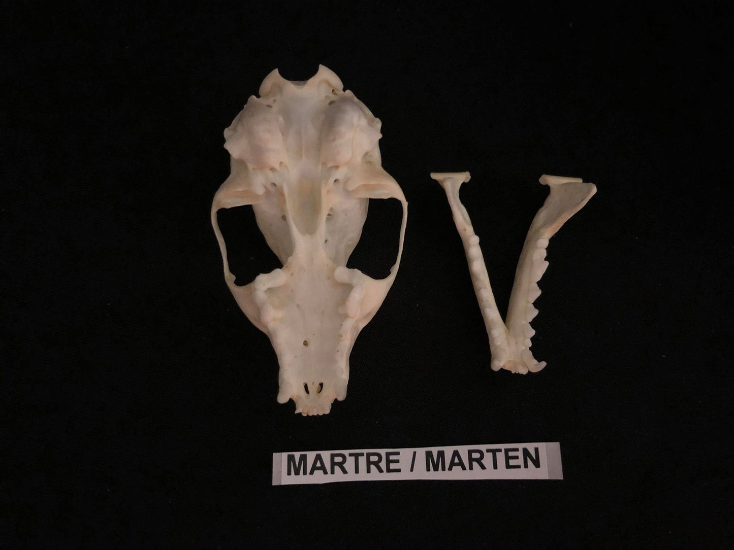 Marten Skull, Bone