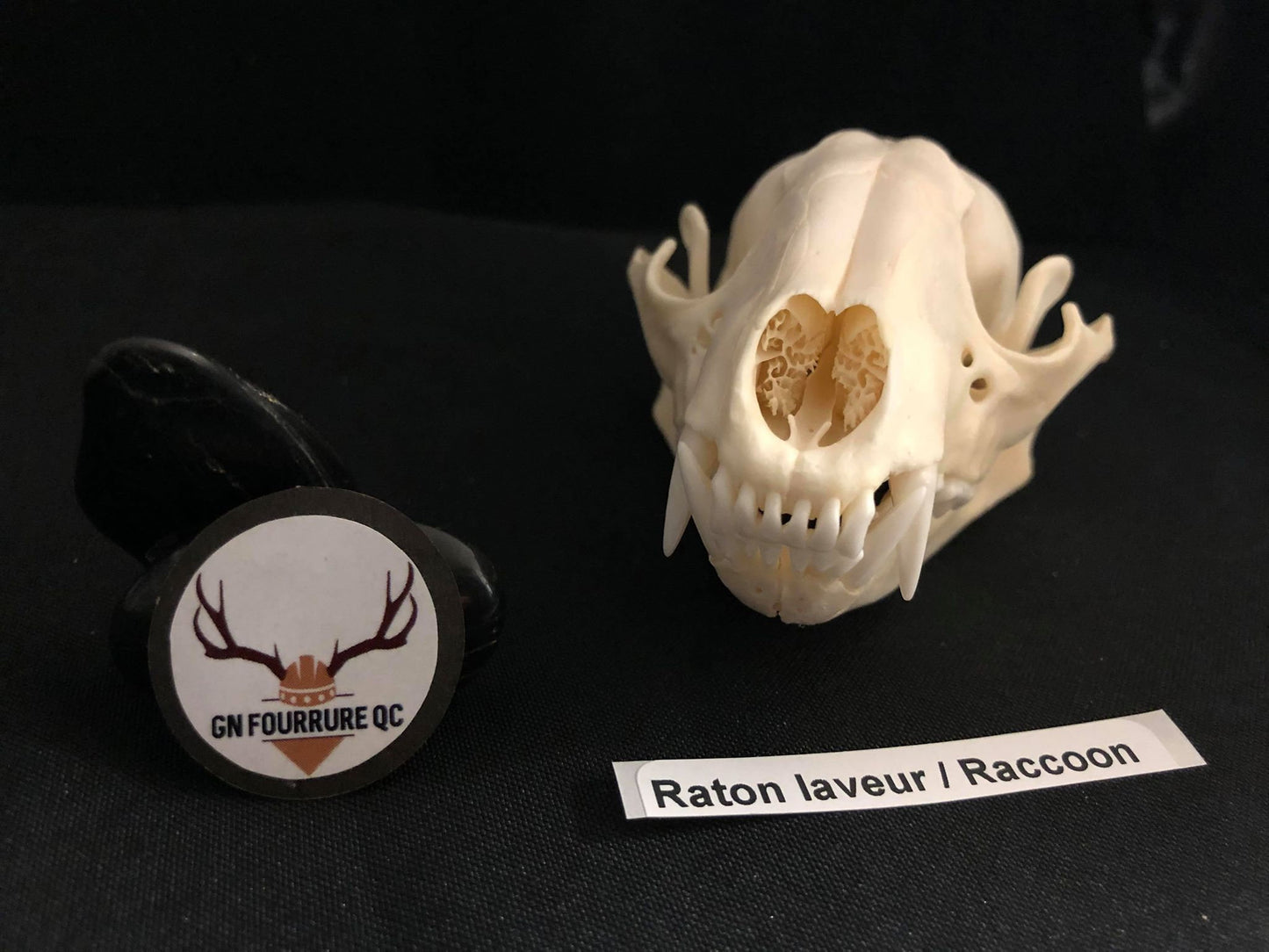 Raccoon Skull, Bone  /  Authentique Crâne de Râton Laveur
