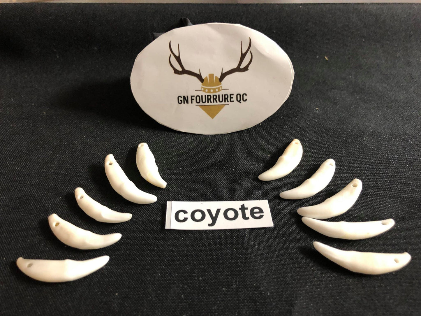 Coyote Teeth and Fangs