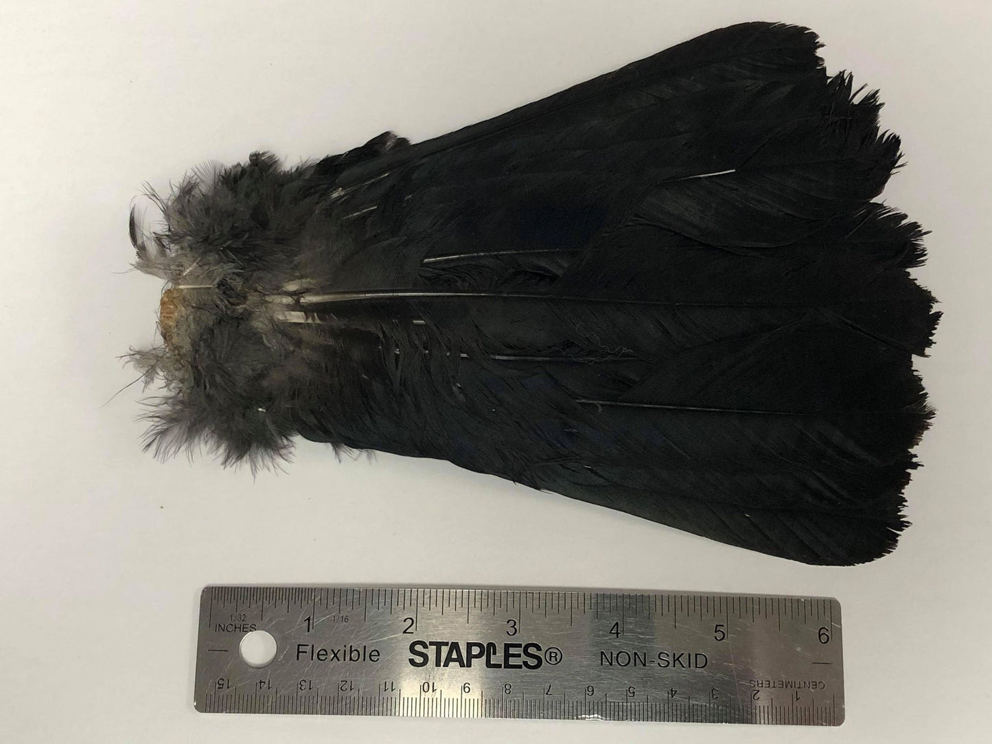 Crow Tail Feathers