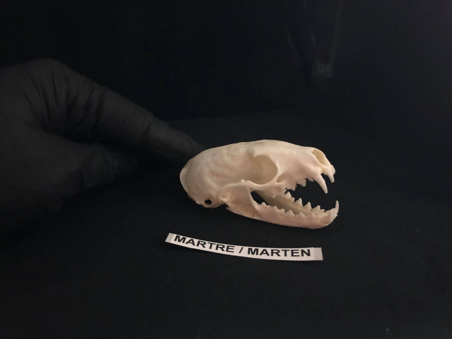 Marten Skull, Bone