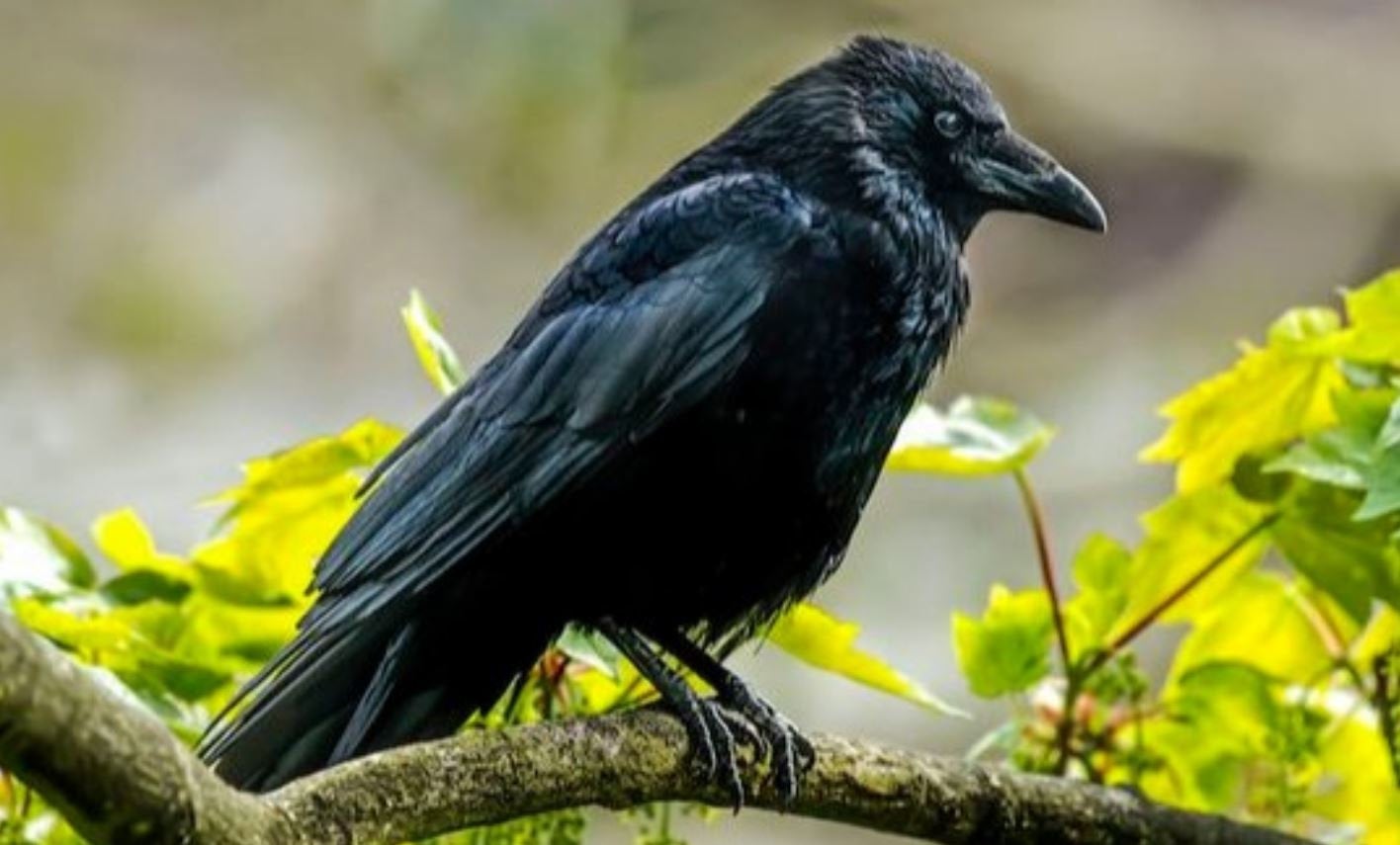 Crow Wings