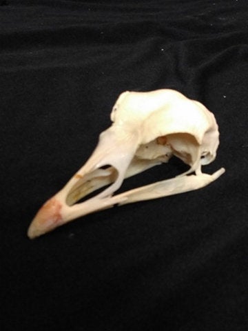 Wild Turkey Skull, Bone  / Crâne de Dindon Sauvage