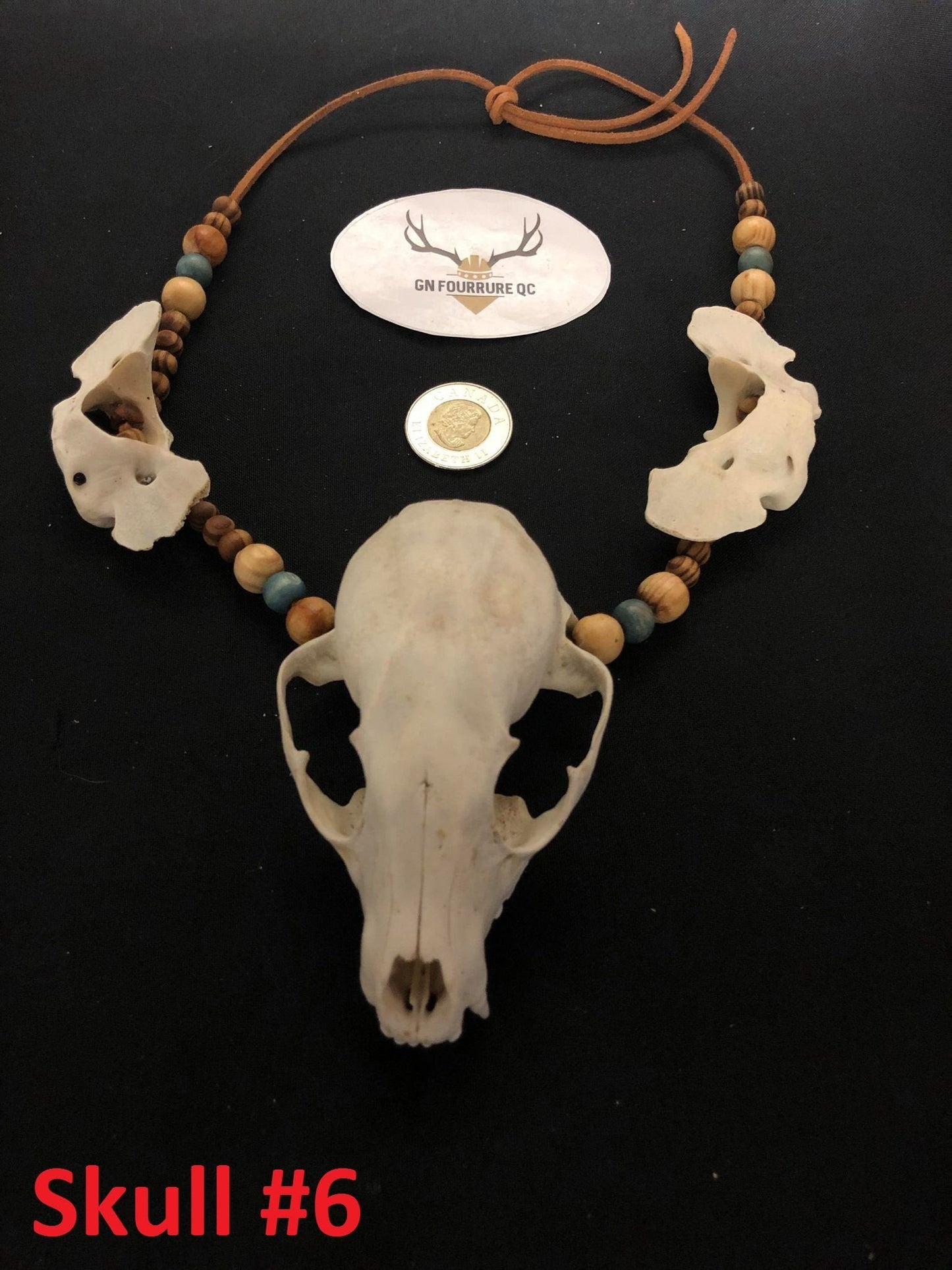 Small Animal Skull Necklace /  Collier de Crâne