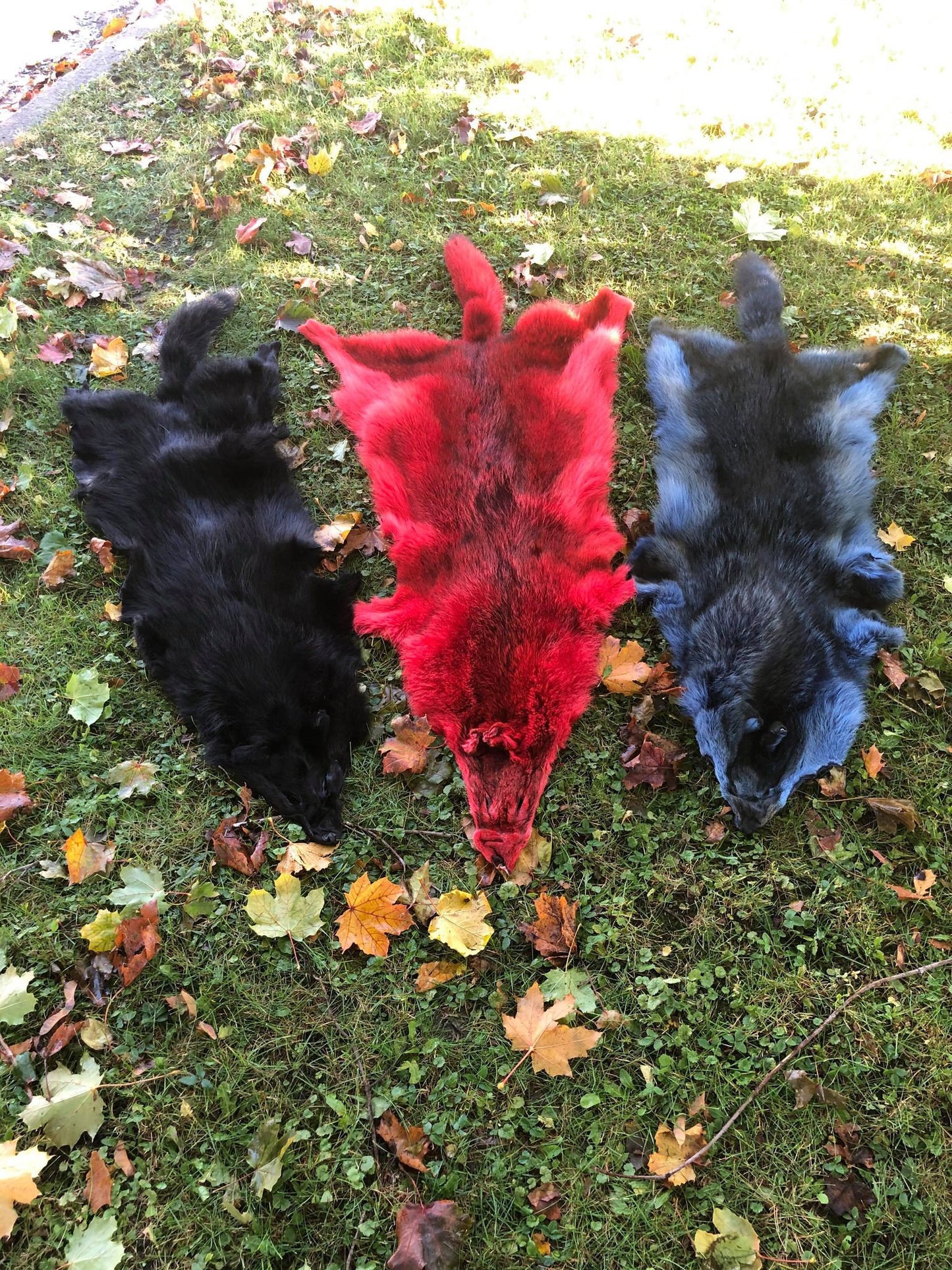 Coyote Fur Skin, Dyed