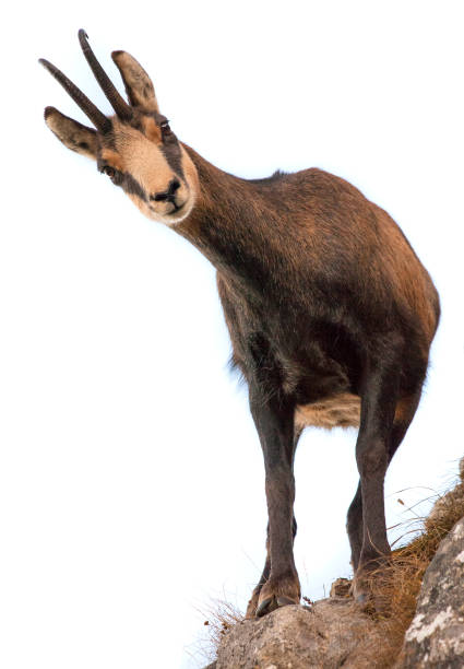 Mountain Goat Horns, Black