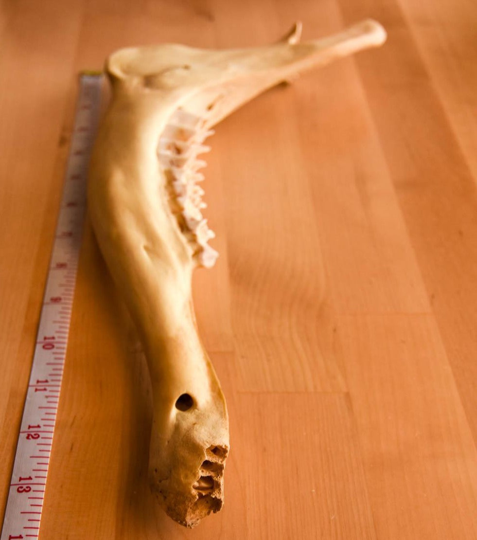 Moose Jawbones