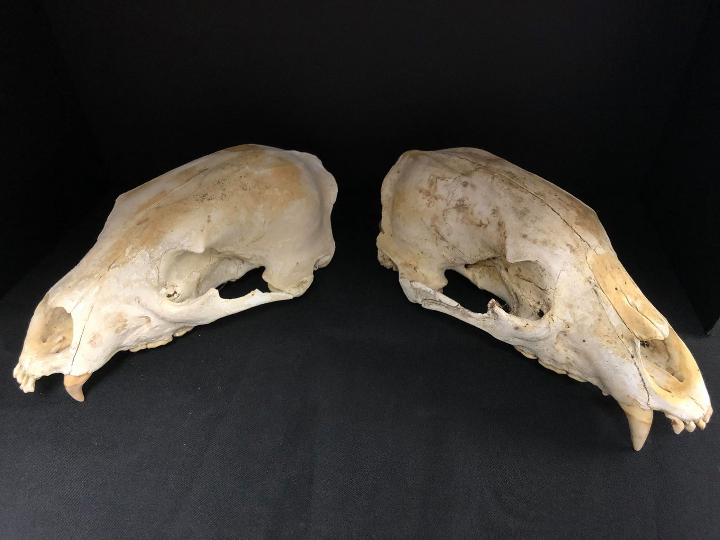 Natural Black Bear Skull Without Jaw