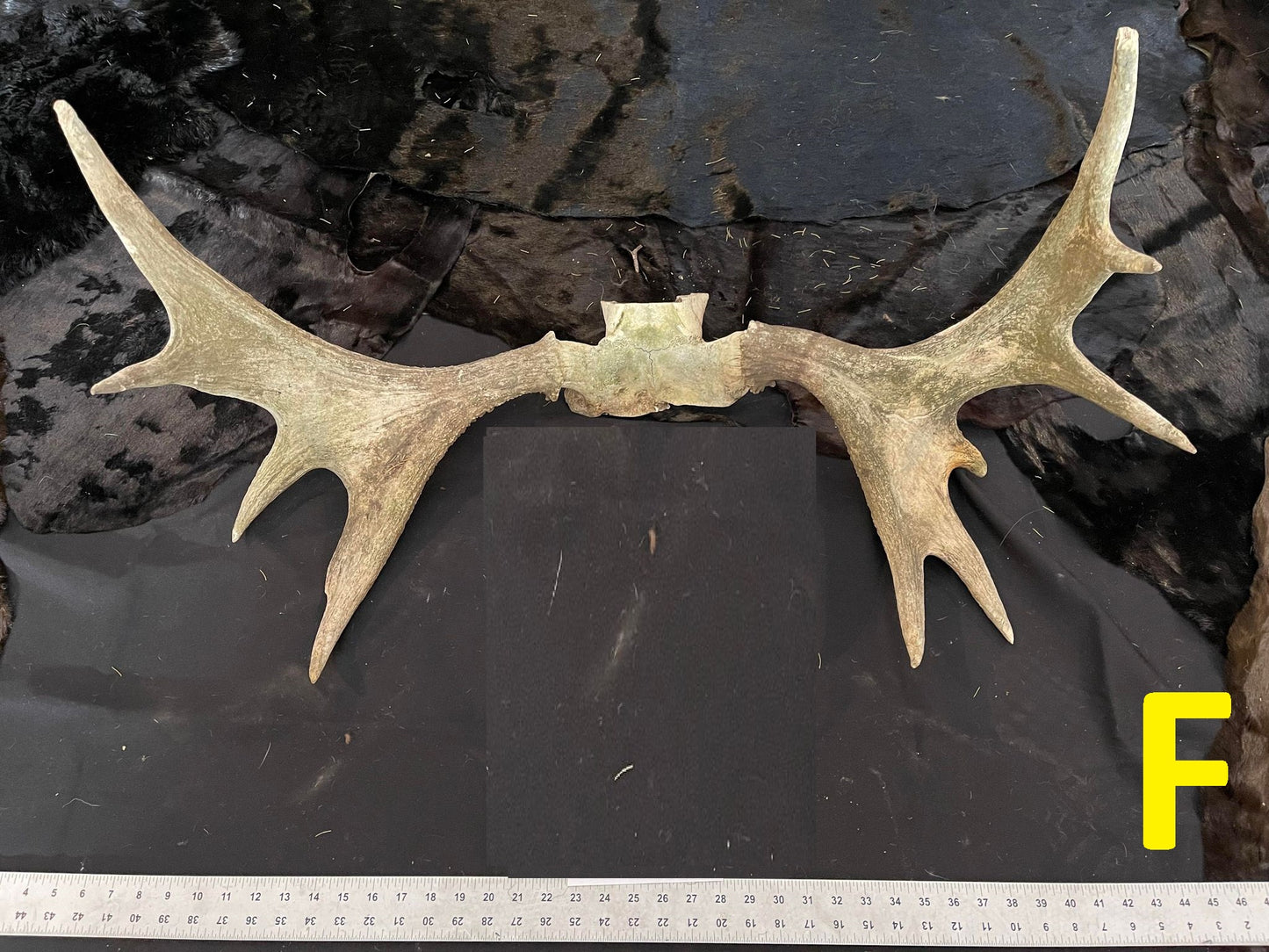 Moose Antlers