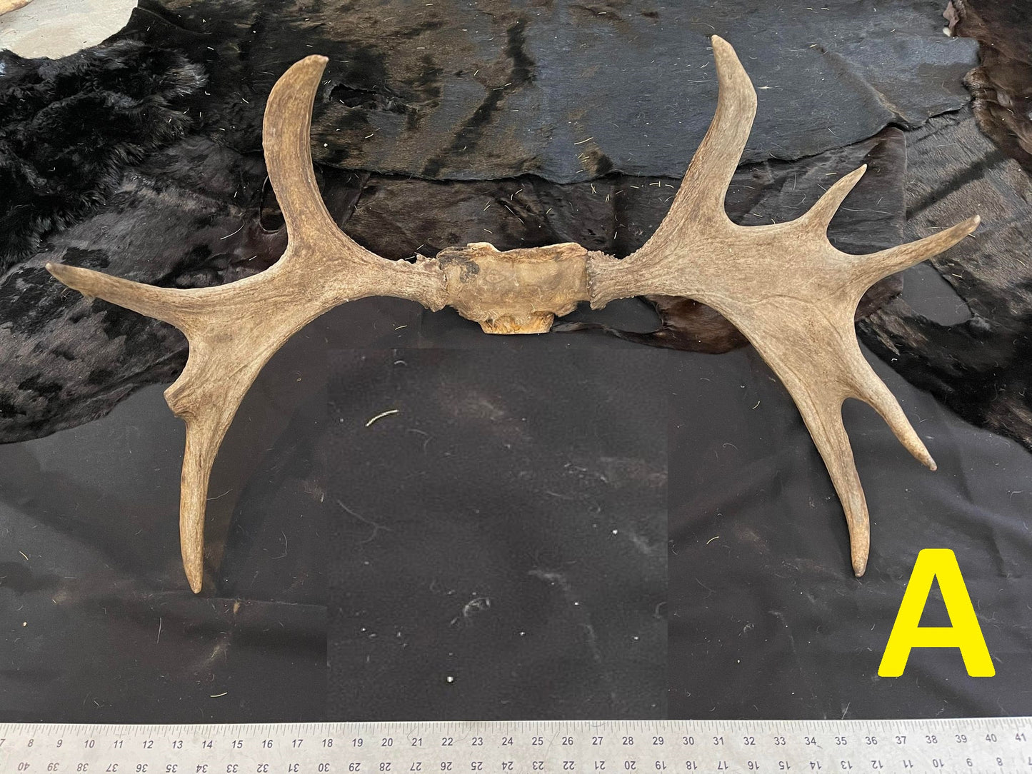 Moose Antlers