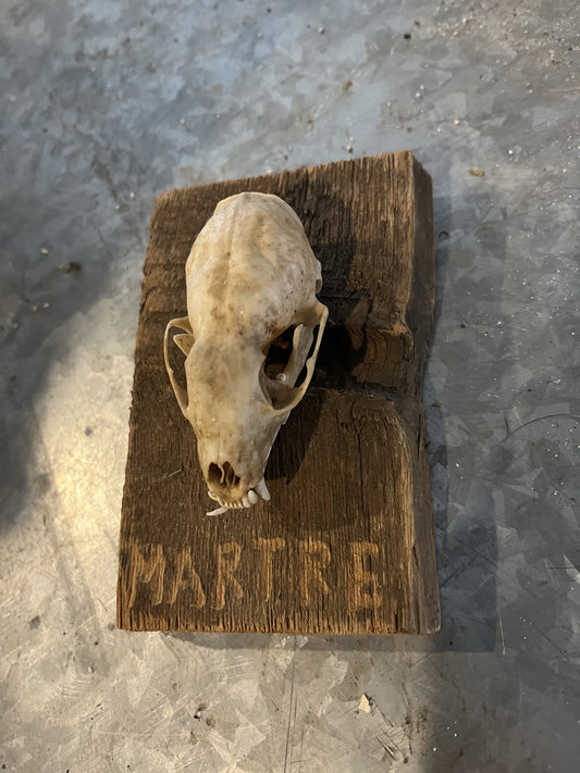 Crâne de martre sur une plaque en bois