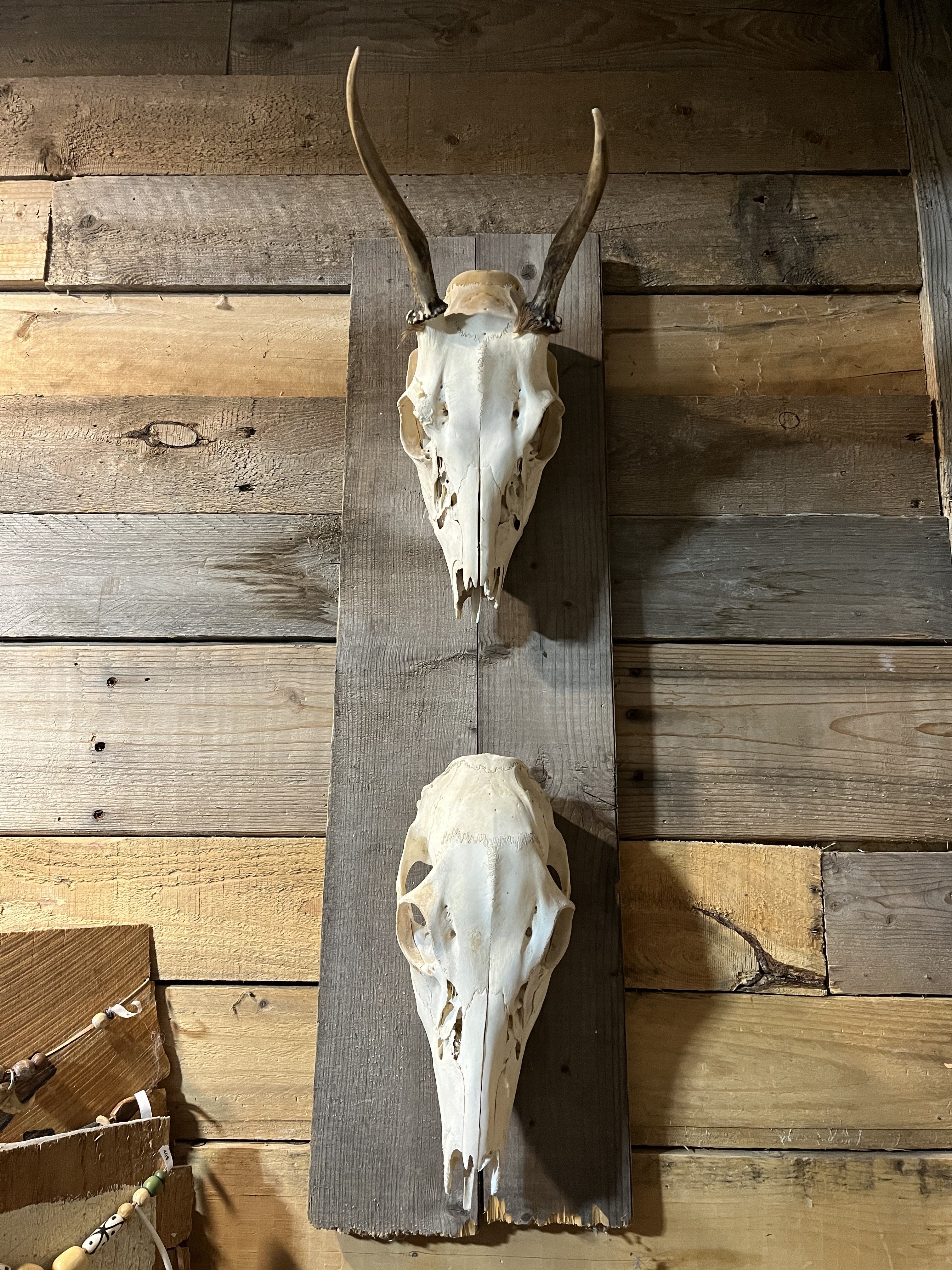 Plastic deer clearance skull