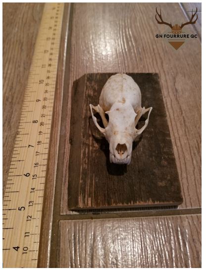 Natural Raccoon Skull On Wooden Plate