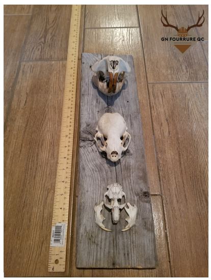Skull Mounted on Wood custom