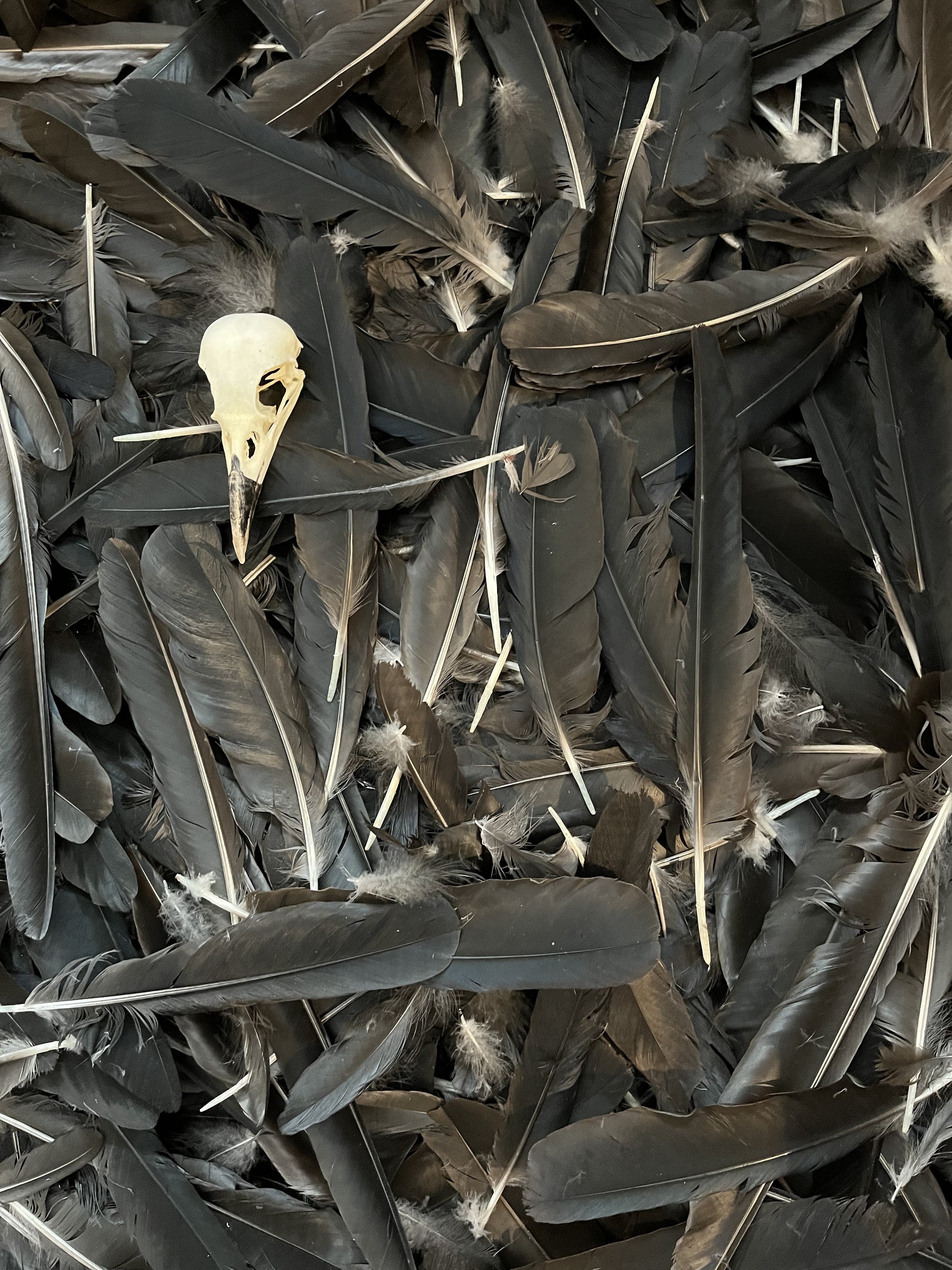 Crow Feathers Wing And Tail Feathers Medieval Fur crow-feathers-wing-and-tail-feathers-medieval-fur