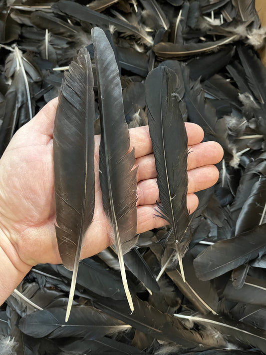 Crow Feathers - Wing and tail feathers
