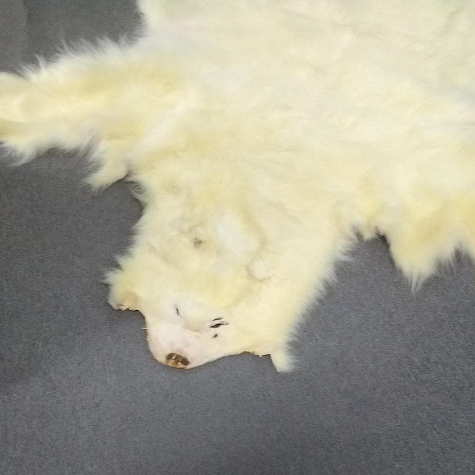Polar Bear Fur Pelt