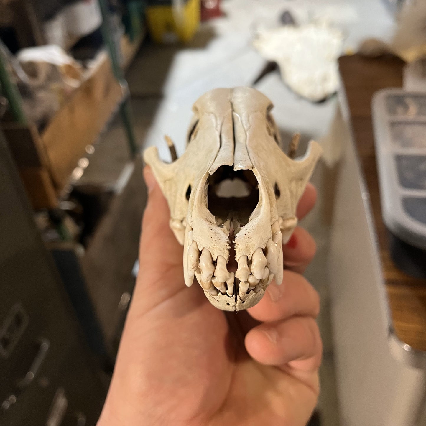 Natural skull for terrarium