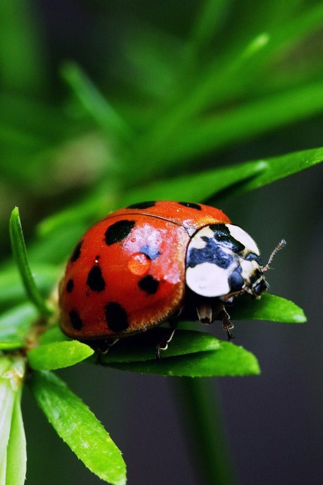 Ladybugs