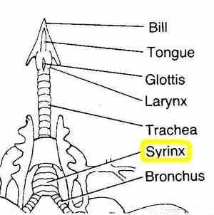 Crow trachea bones