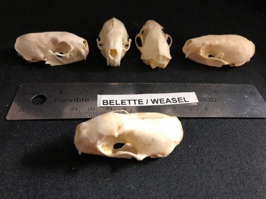 Stoat Skull, Bone