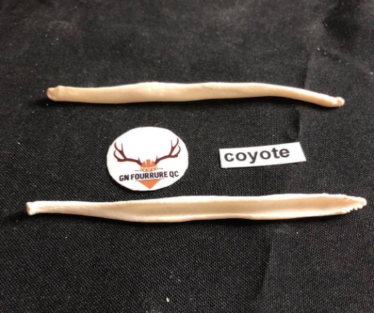 Coyote Baculum (Penile Bone)