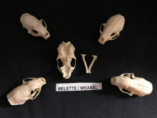 Stoat Skull, Bone  / Authentique Crâne de Belette