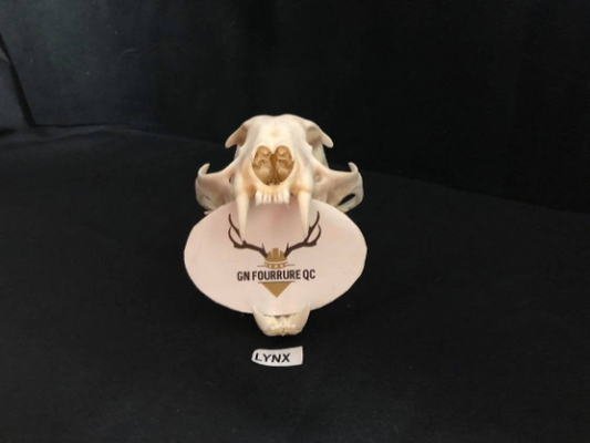 Lynx Skull, Bleached